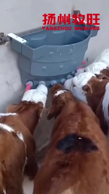 36L Calf feeding bucket with 6 teats