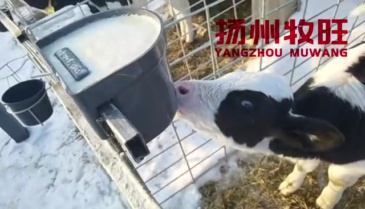 4L Calf feeder with 1 teat