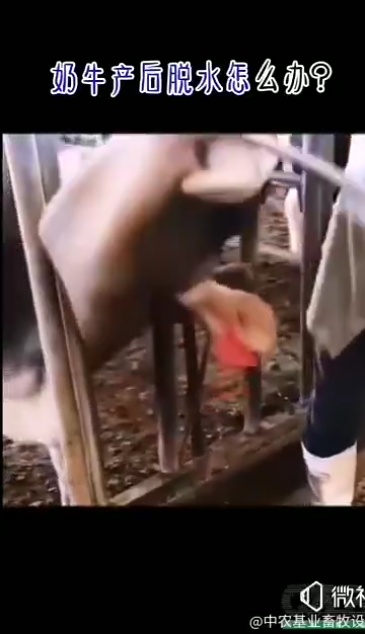 Stainless steel Cow Postpartum Rehydration Device