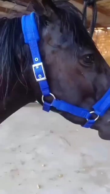 Horse halter