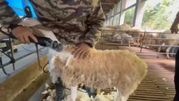 Electric wool shears