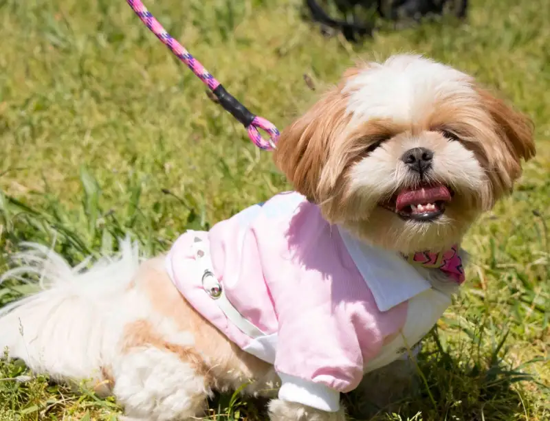  dog jacket 