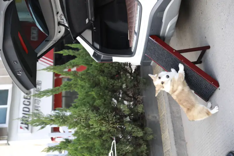 Adjustable Pet Ramp;  Folding Portable Wooden Dog Cat Ramp;  Non-Slip Paw Traction Mat Dog Step for Car;  SUV;  Bed;  Couch;  Adjustable Height from 10" to 19"