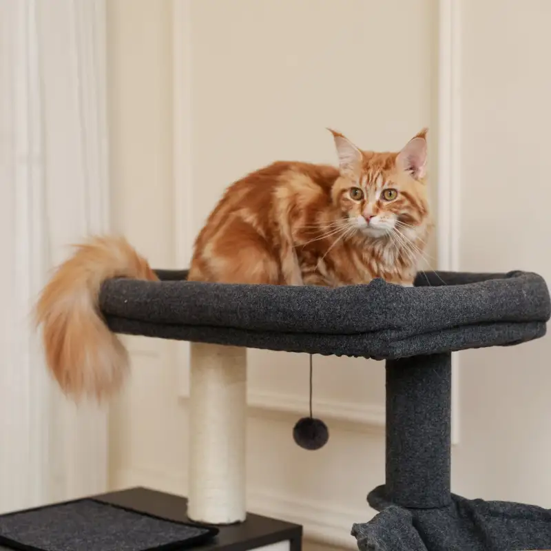 (Do Not Sell on Amazon) All-in-One Multi-Functional Cat Tree Modern Wood Cat Tower with Cat Washroom Litter Box House, Cat Condo, Top Perch, Large Hammock and Scratching Post Black