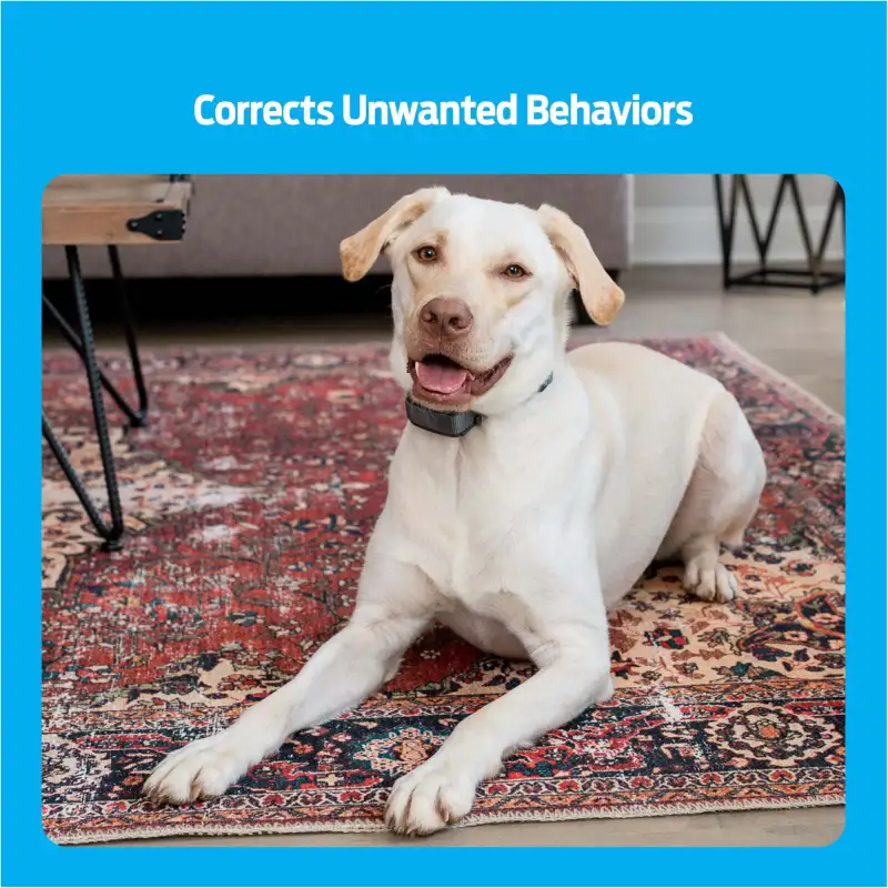 Premier Pet 600 Yard Remote Trainer: Corrects Unwanted Behaviors for All Size Dogs, 3 Correction Modes: Tone, Vibration, & Static, Rechargeable, Durable, Water Submersible, Expandable to 2 Dogs