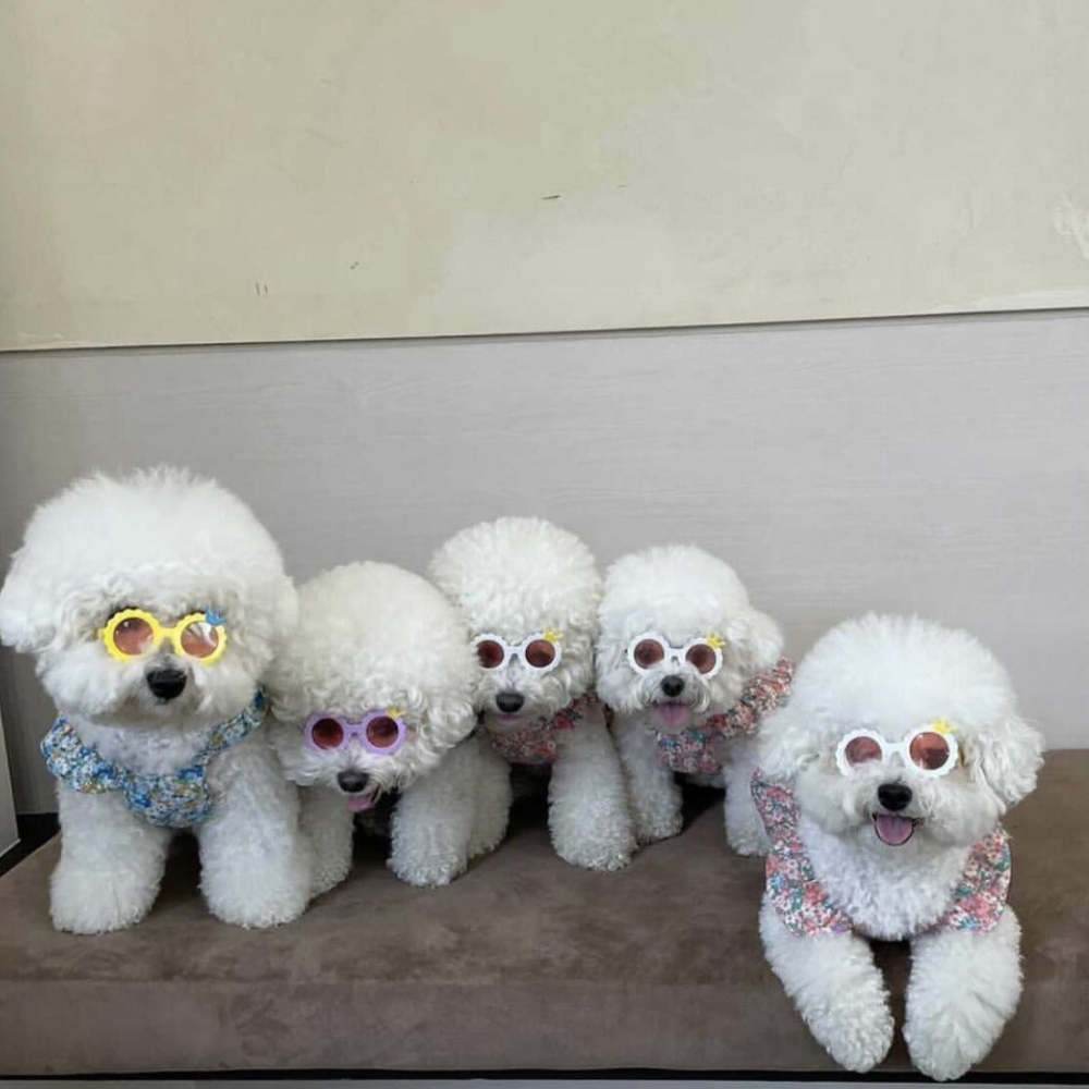 Durable and scratch-resistant pet sunglasses