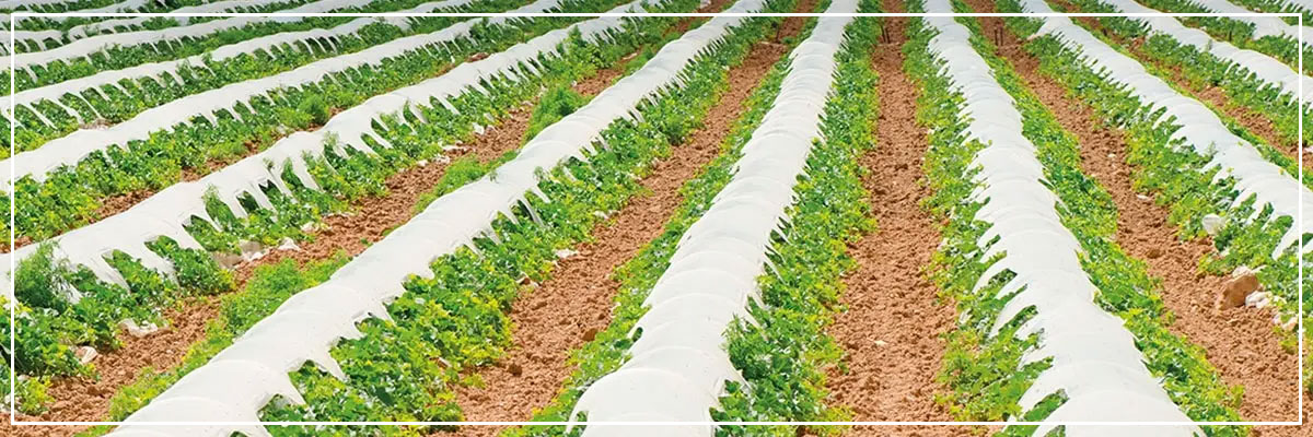 Plastic Mulch Film Manufacturer