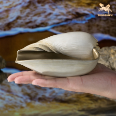 CONCH D