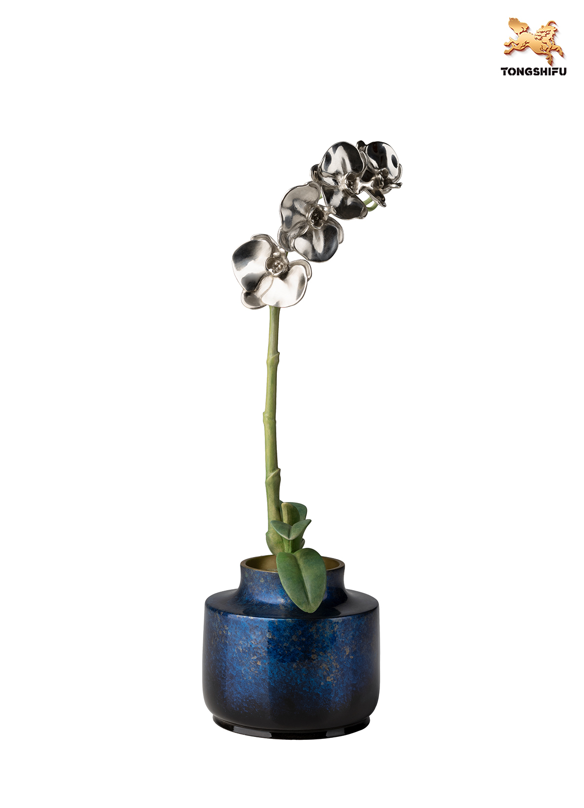 THE MOTH ORCHIDACEAE