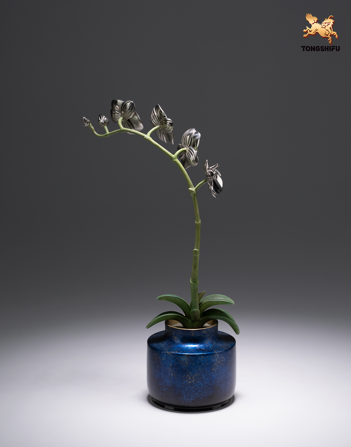 THE MOTH ORCHIDACEAE