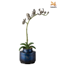 THE MOTH ORCHIDACEAE