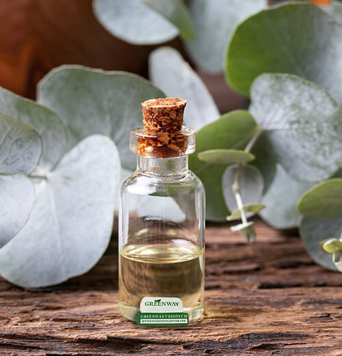 Eucalyptus Oil