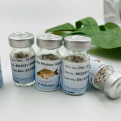 Glande pituitaire de carpe