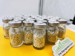 Glande pituitaire de carpe