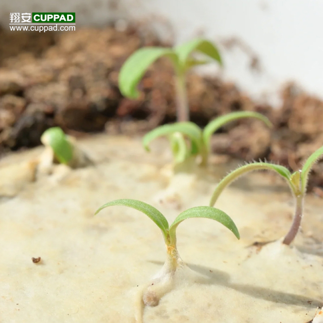 Custom plantable seed paper Brooch