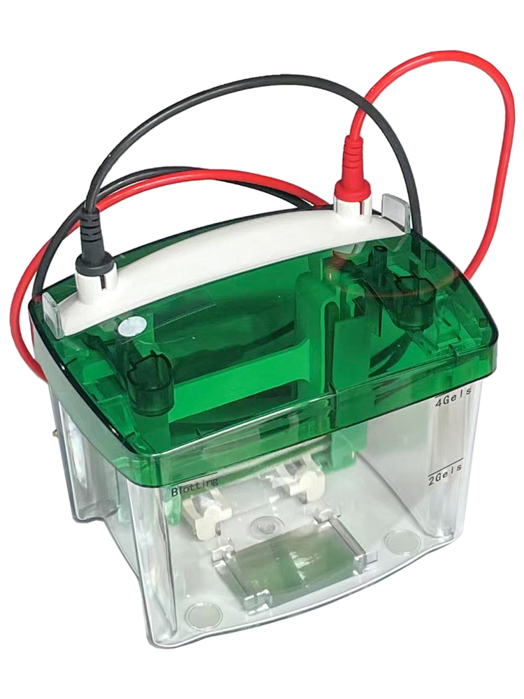 MUHWA Mini-PROTEAN Tetra Vertical Electrophoresis Cell, Vertical Electrophoresis System, Vertical Gel Laboratory, Complete Set