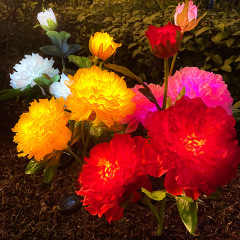 Milalit Solar Peony Flower Light with 3 Heads Constant Lighting Modes Outdoor Waterproof Garden Stake Lamp Red Pink Yellow White Purple