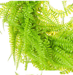 Milalit 45cm 17.7inch Green Leaves Phoenix-tail Fern Grass Round Wreath Light Green Vine Hanging Garland Boston Fern Wreaths for Living Room Outdoor Front Door Gate Decorative Ornaments