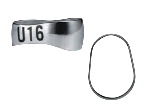 Bicuspid Bands Upper, Lower 1st, Lower 2nd