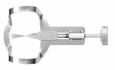 Ivory (Anterior)