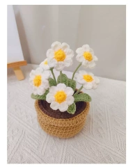 daisy