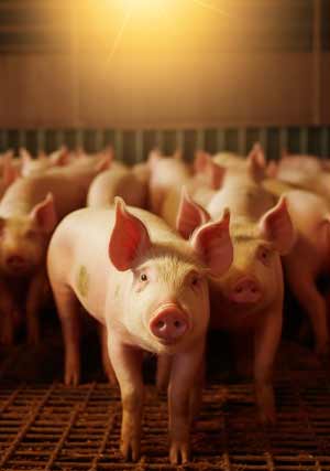 INFRARED HEATING LAMP