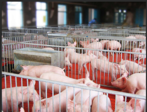 After 80s infrared heat lamps used in XXX poultry farm in SICHUAN PROVINCE