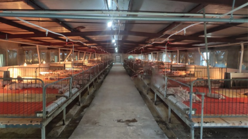 Xinxing brand infrared heat lamp bulb used in the poultry farm in Hunan Province