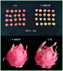 1-MCP(1-Methylcyclopropene) 3.3%