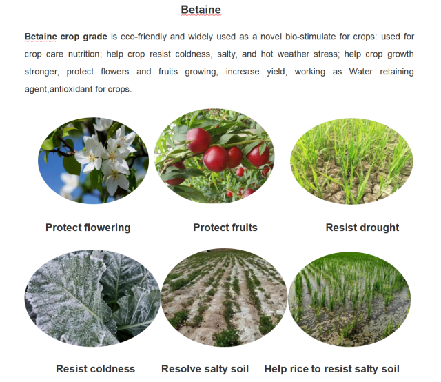 Betaine (Crop grade) Bio Stimulant for Crops Higher Yield and High Quality