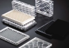 Cell Culture Plate