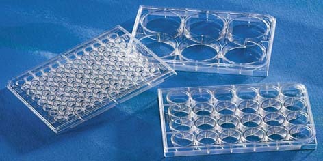 Cell Culture Plate