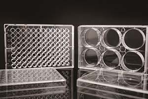 Cell Culture Plate