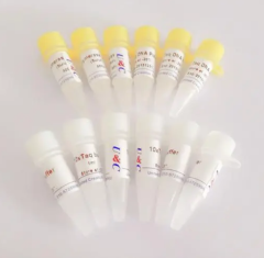 Taq  DNA Polymerase