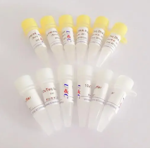 Taq  DNA Polymerase