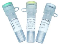 Taq Plus DNA Polymerase