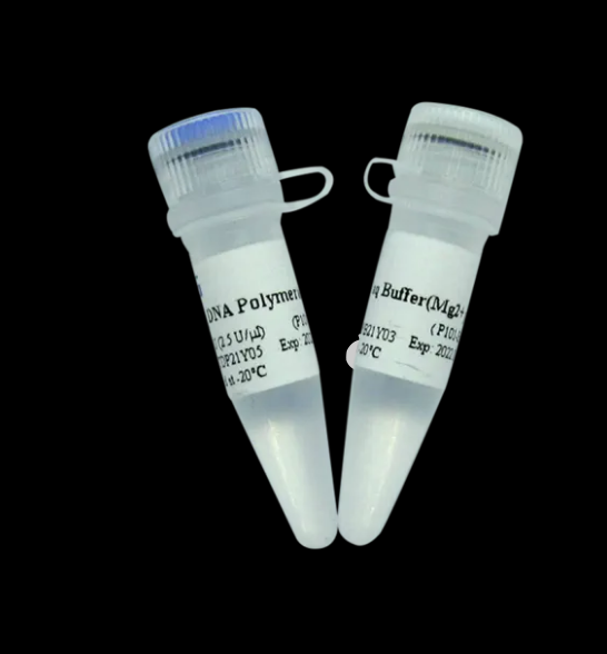 Taq Plus DNA Polymerase