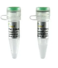 T4 DNA ligase T4 phage DNA ligase