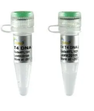 T4 DNA ligase T4 phage DNA ligase