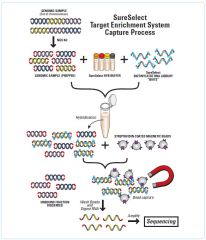 Targeted capture sequencing of streptavidin magnetic beads