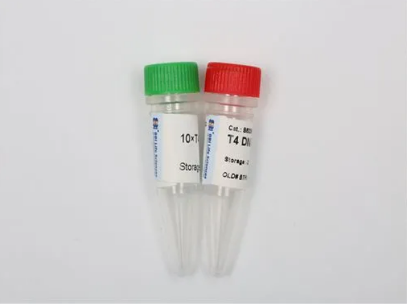 T4 DNA ligase T4 phage DNA ligase