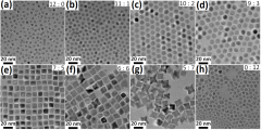 Cell sorting magnetic beads