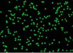 Fluorescent Microspheres