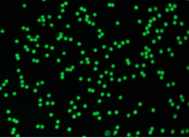 Fluorescent Microspheres