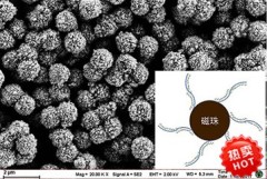 Oligo (dT) magnetic beads