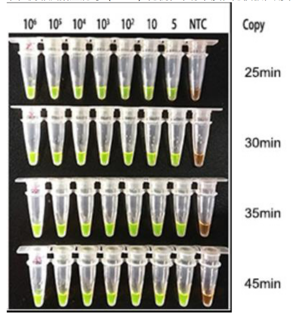 Lyophilized LAMP Kit(Visual HNB Dye)