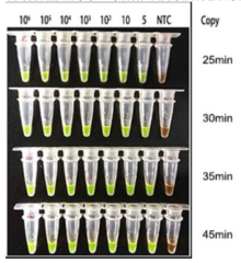Lyophilized LAMP Kit(Visual HNB Dye)