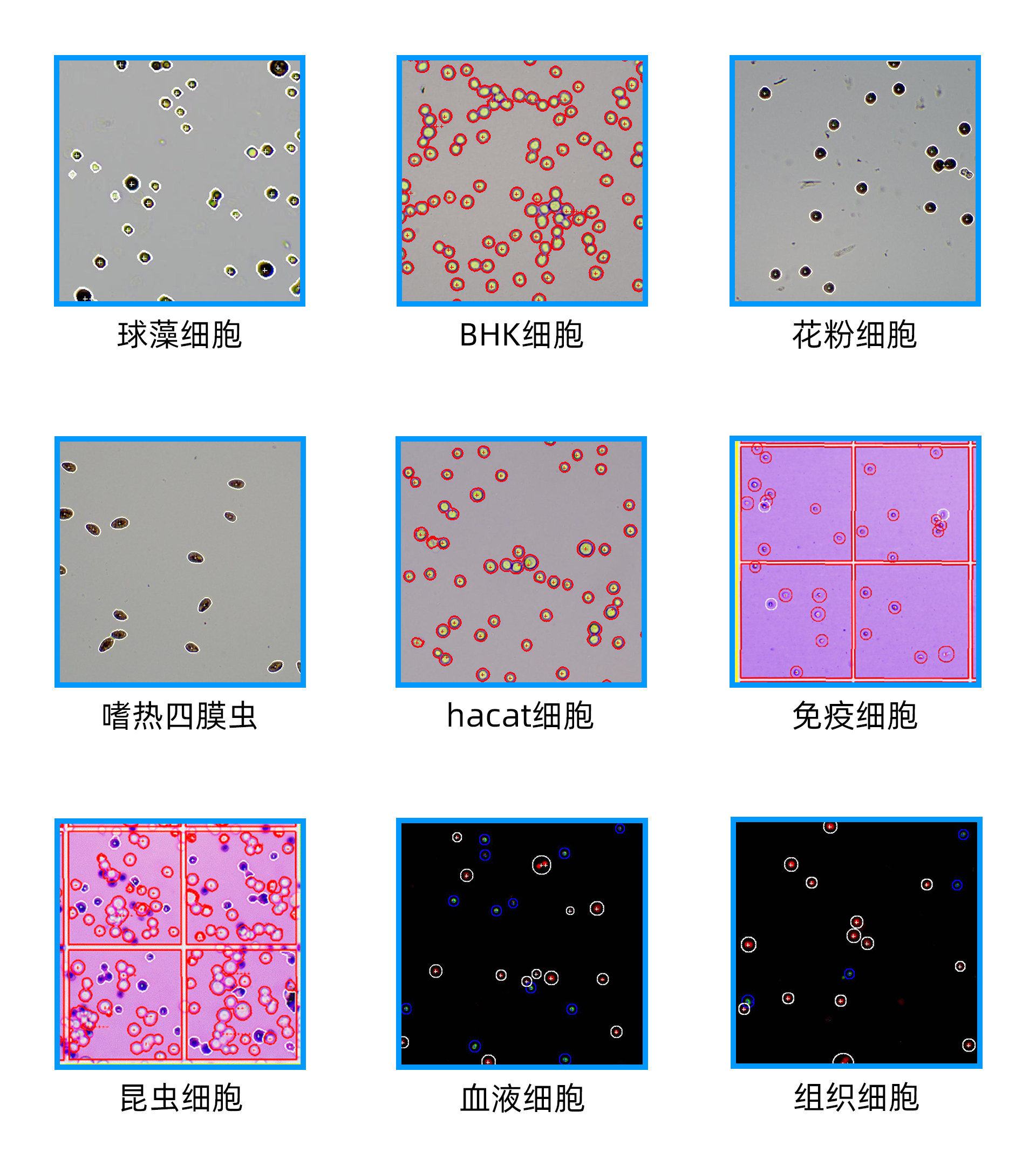 Disposable cell counting board