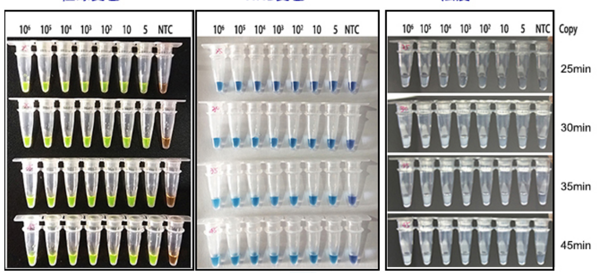 African Swine Fever LAMP-HNB Detection Kit(Lyophilized)