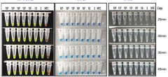 African Swine Fever LAMP-HNB Detection Kit(Lyophilized)
